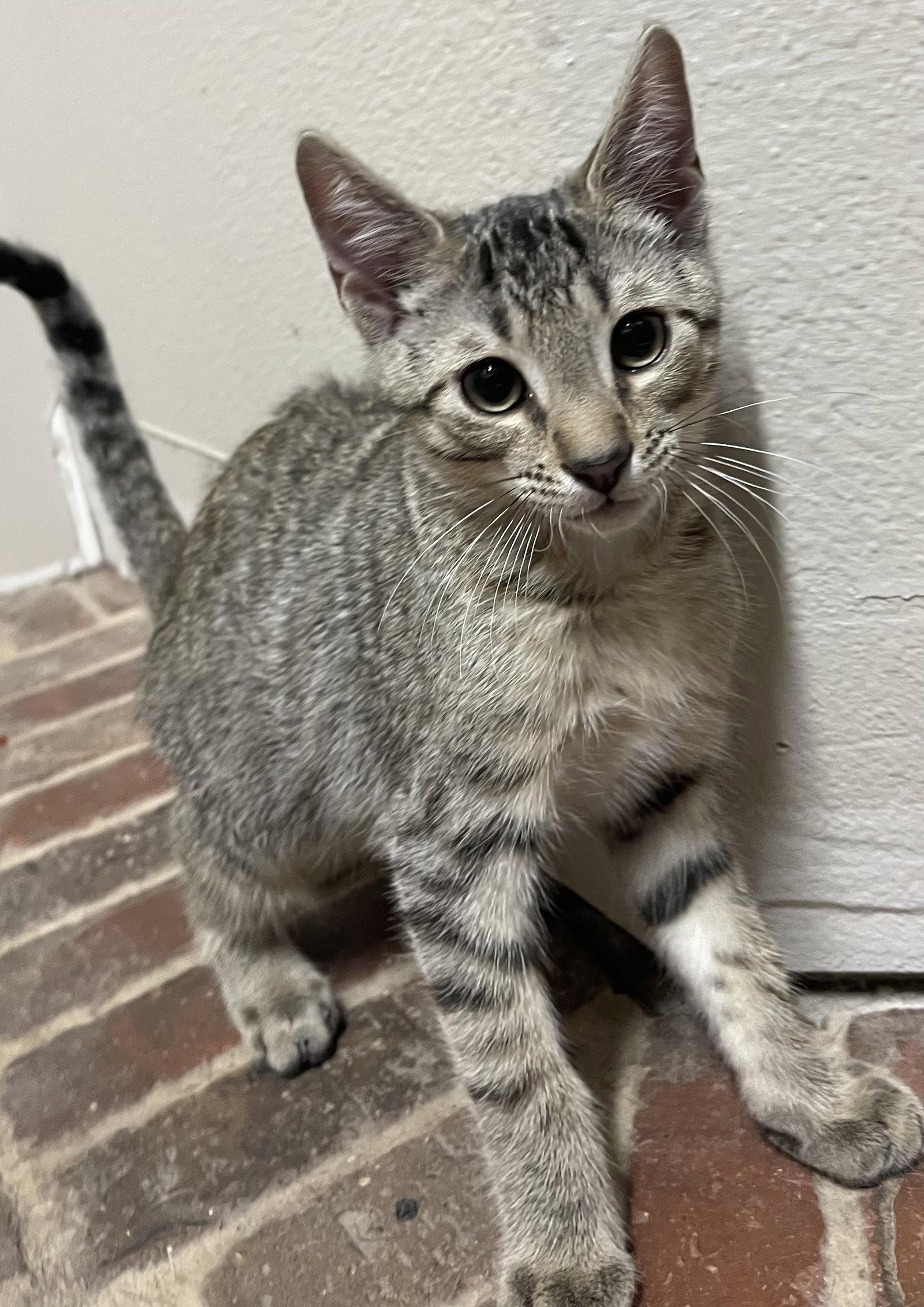 Enlarge Memphis, a Adoptable Domestic Short Hair in Tampa, FL image 3/3
