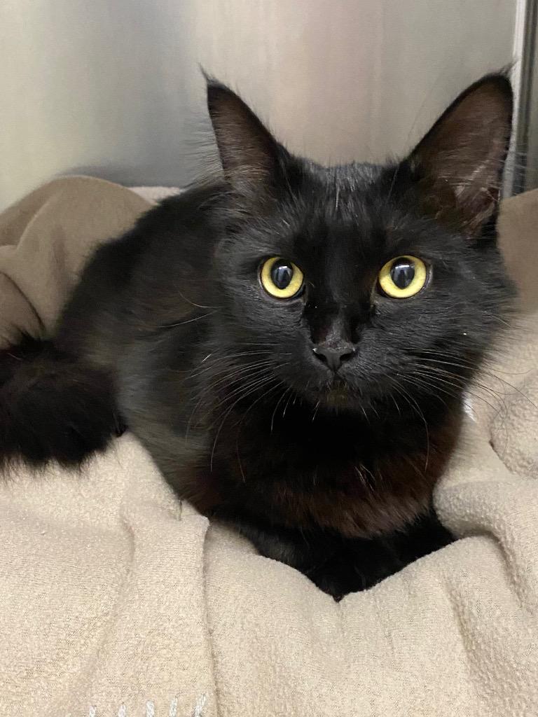 Enlarge Zephyra, a Adoptable mixed breed in Grants Pass, OR image 1/3
