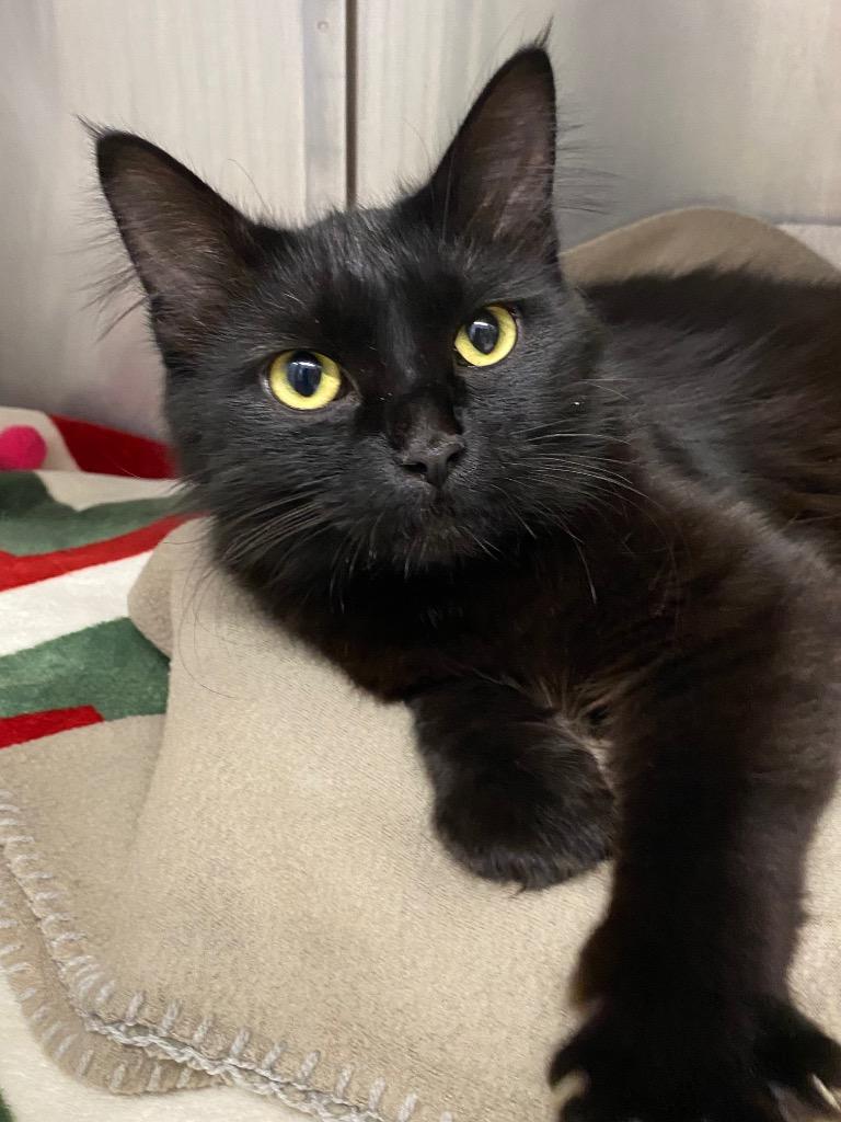 Enlarge Zephyra, a Adoptable mixed breed in Grants Pass, OR image 2/3