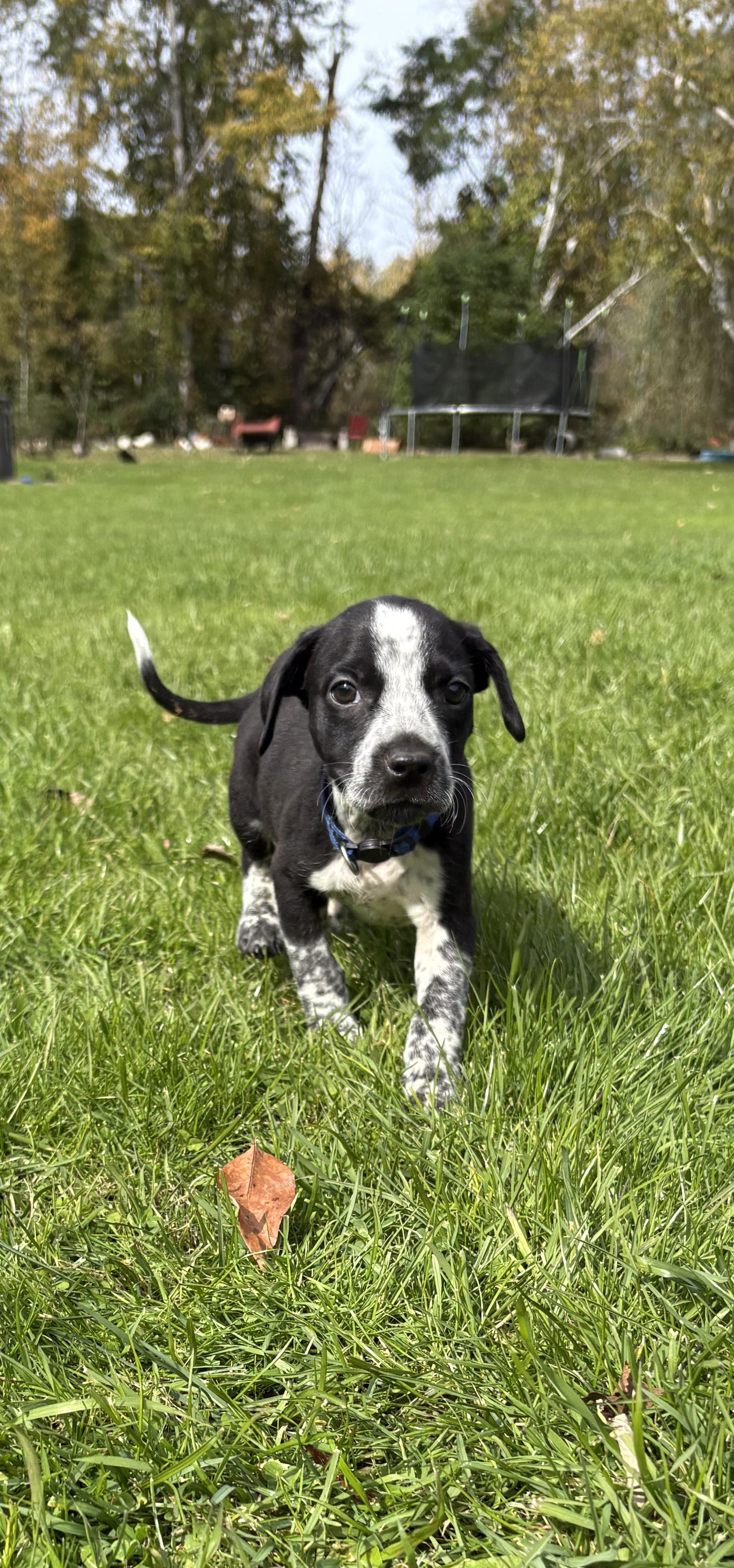 Sully- Little Monster's Litter, Adoptable, Puppy Male Australian Cattle Dog / Blue Heeler & Boykin Spaniel.