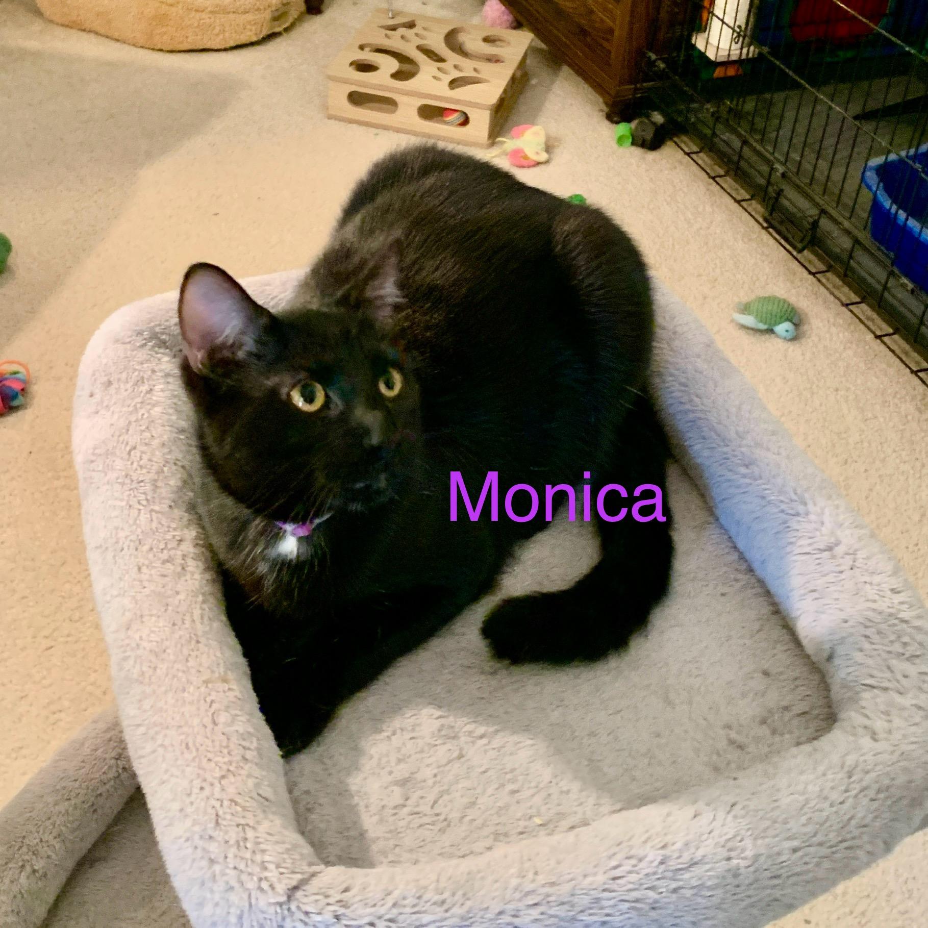 Monica, adopted, Kitten Female American Shorthair.