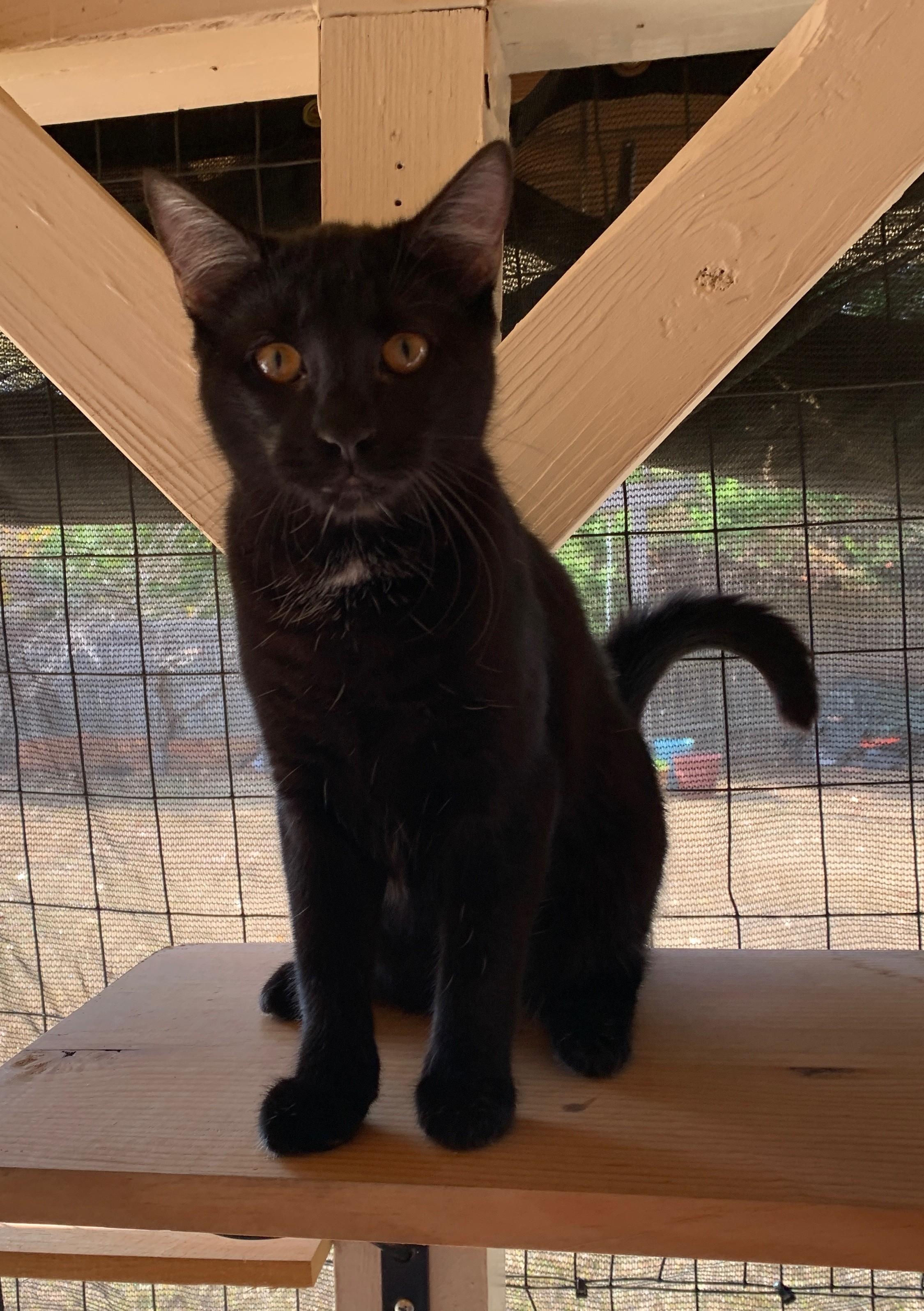 Monica, an adopted mixed breed in Bonaire, GA image 2/6