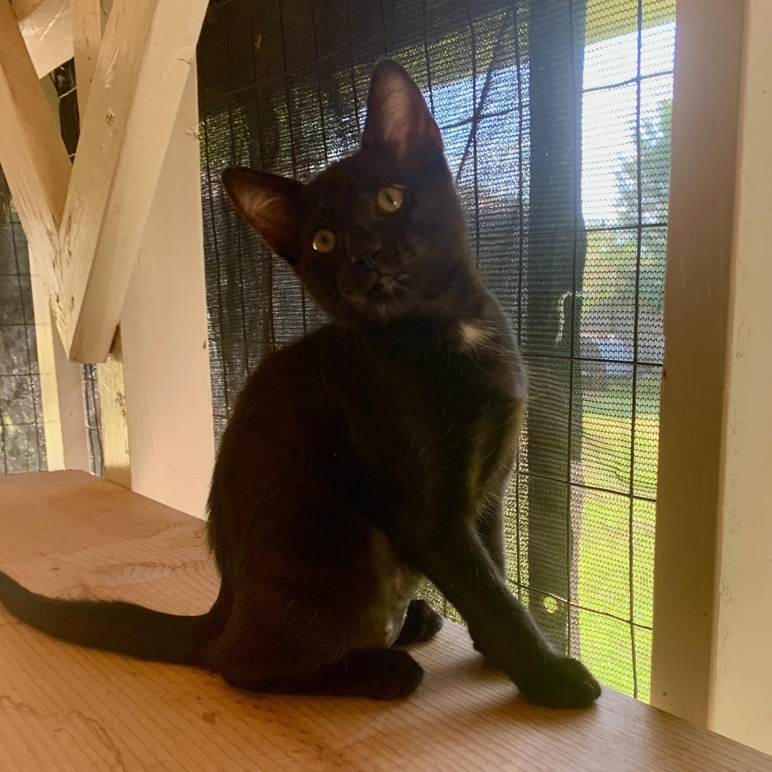 Monica, an adopted mixed breed in Bonaire, GA image 4/6