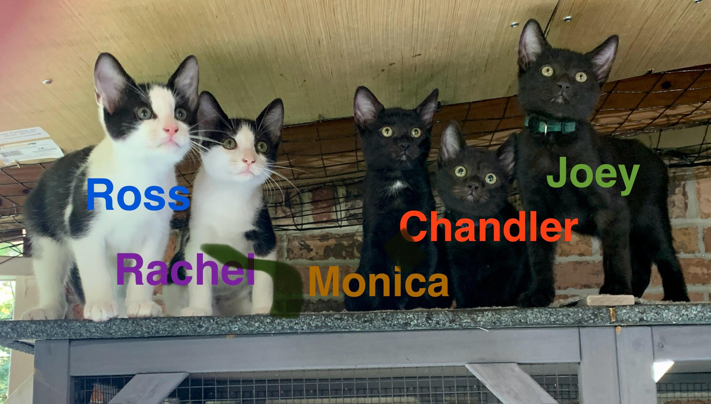 Monica, an adopted mixed breed in Bonaire, GA image 5/6