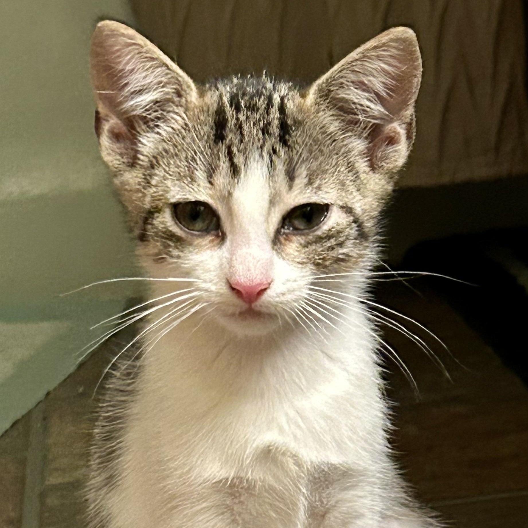 Clover, Baby Female Domestic Short Hair