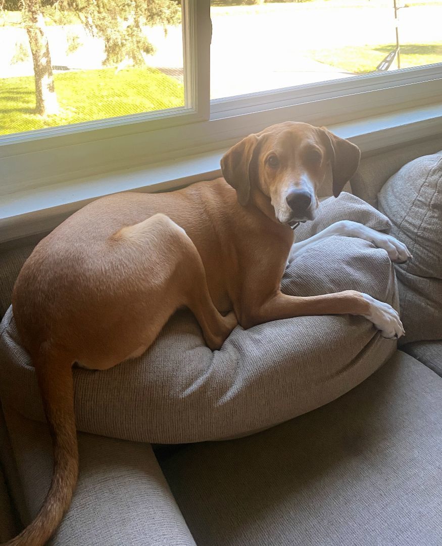 Archie, Adopted, Puppy Male Hound.