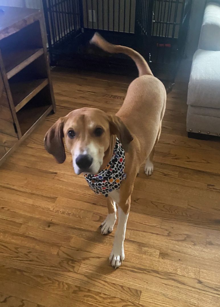 Enlarge Archie, a Adopted mixed breed in Kingston, NY image 2/2