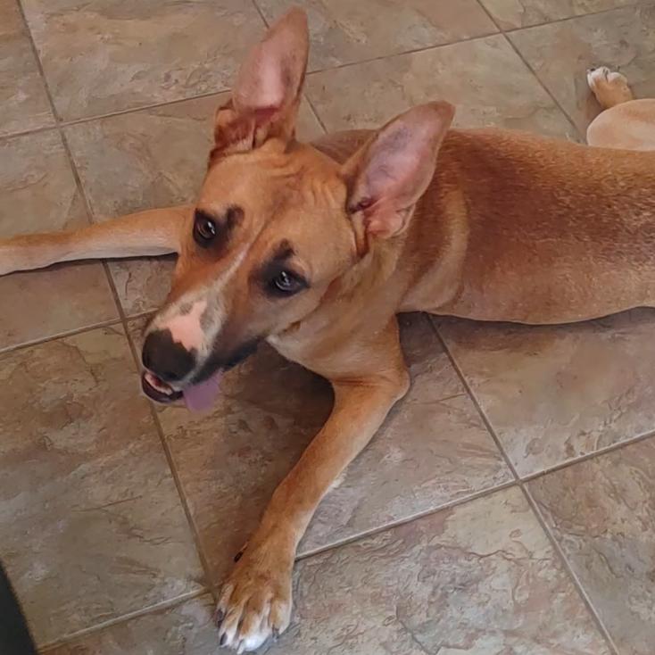 Tawny — thumbnail 3