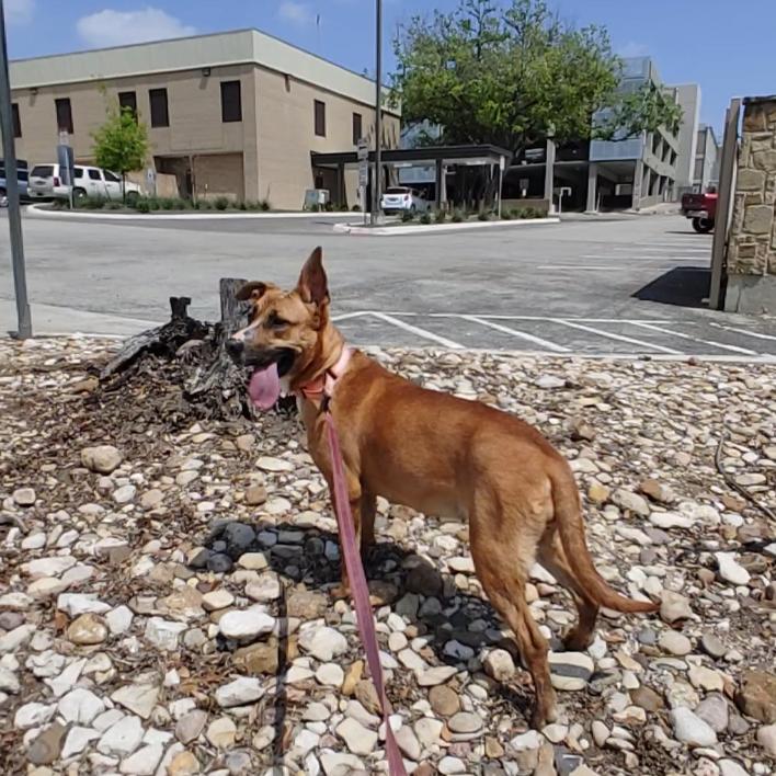 Tawny — thumbnail 5