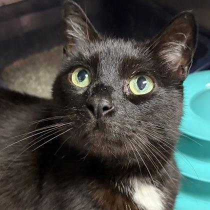 Enlarge Tobi, a ADOPTABLE Domestic Short Hair in North Myrtle Beach, SC image 2/5