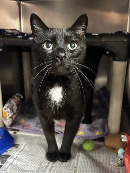 Enlarge Tobi, a ADOPTABLE Domestic Short Hair in North Myrtle Beach, SC image 5/5