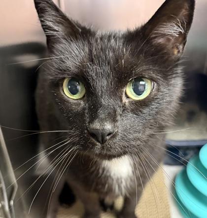 Enlarge Tobi, a ADOPTABLE Domestic Short Hair in North Myrtle Beach, SC image 3/5