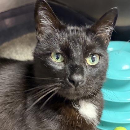 Enlarge Tobi, a ADOPTABLE Domestic Short Hair in North Myrtle Beach, SC image 1/5