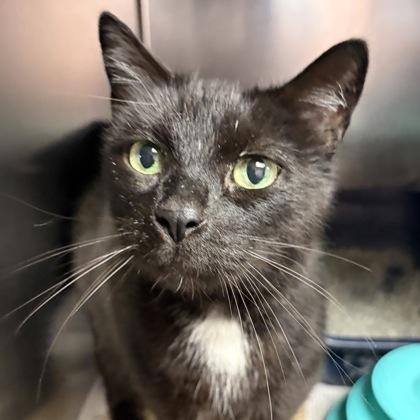 Enlarge Tobi, a ADOPTABLE Domestic Short Hair in North Myrtle Beach, SC image 4/5