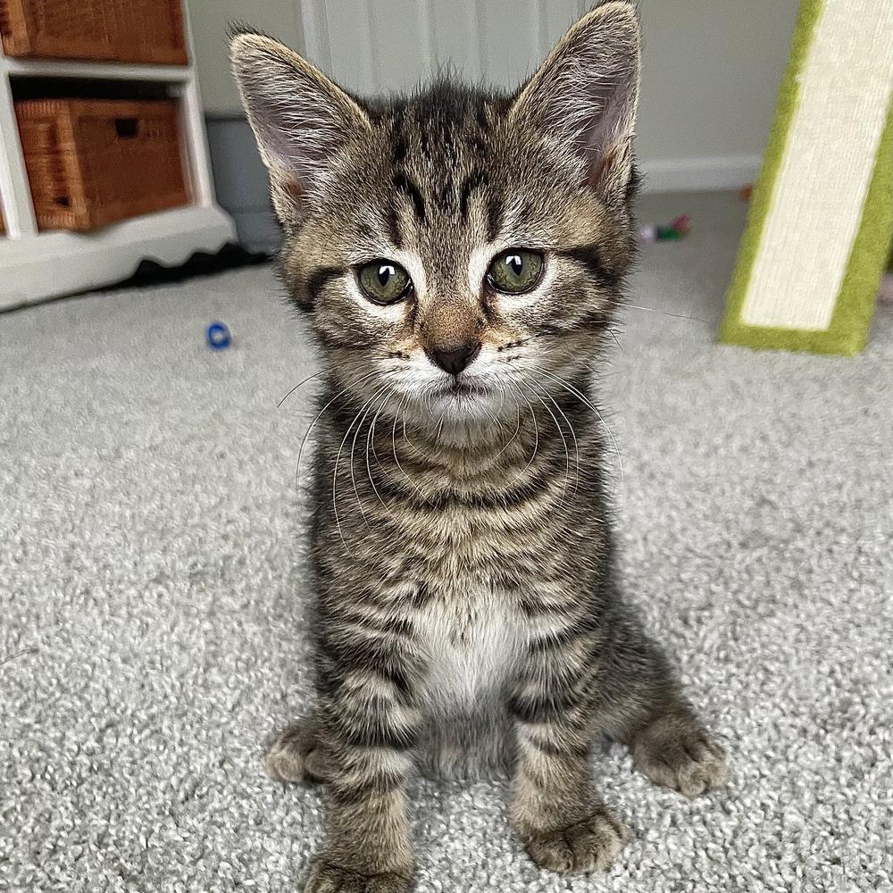 Lucy, Adoptable, Kitten Female Domestic Short Hair.