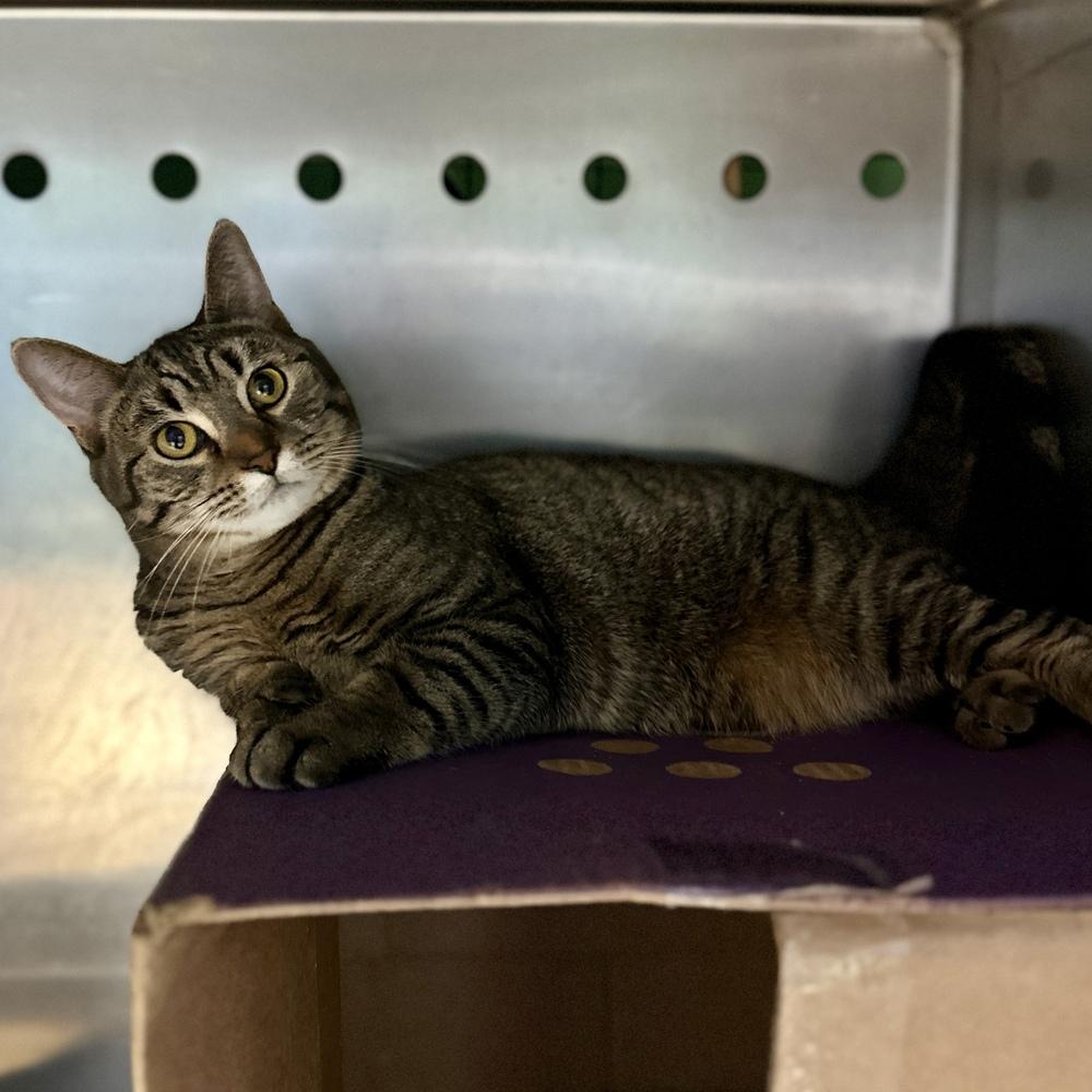 Enlarge Lucy, a Adoptable mixed breed in Columbus, OH image 2/4