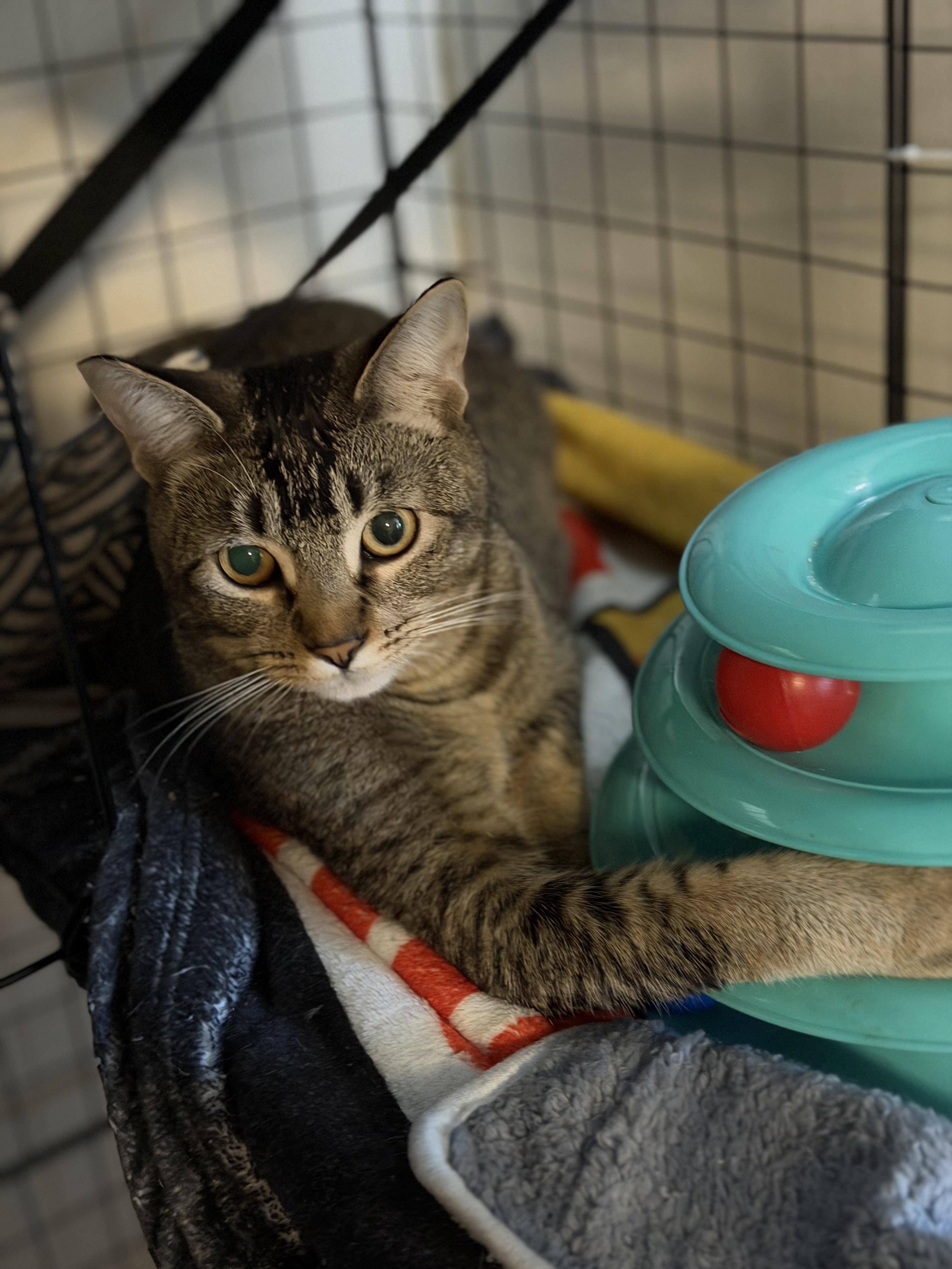 Enlarge Sweets, a ADOPTABLE Domestic Short Hair in Vallejo, CA image 2/5