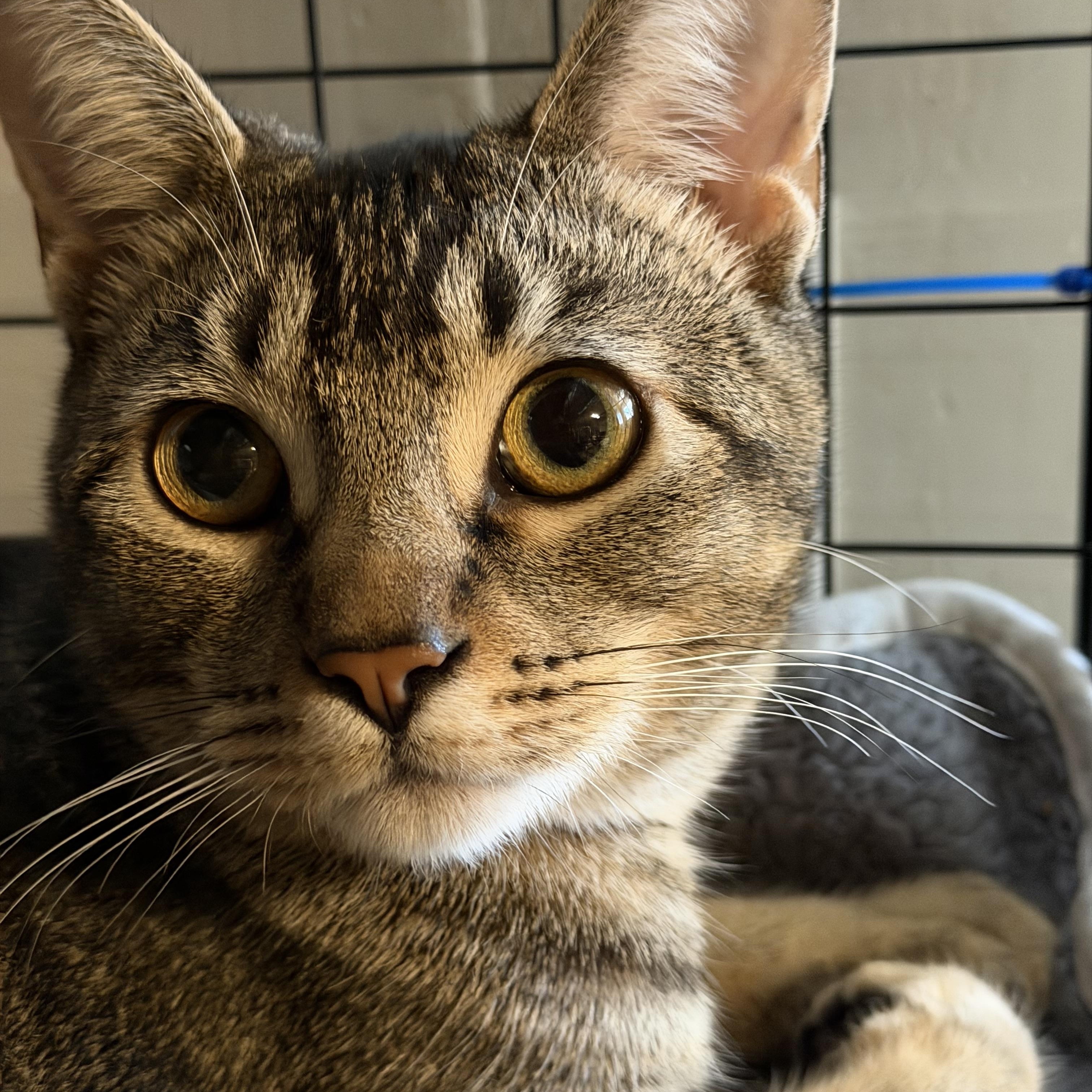 Enlarge Sweets, a ADOPTABLE Domestic Short Hair in Vallejo, CA image 1/5