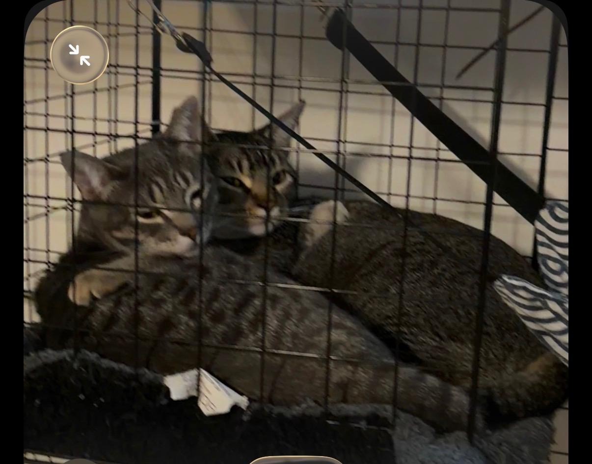 Enlarge Sweets, a ADOPTABLE Domestic Short Hair in Vallejo, CA image 4/5