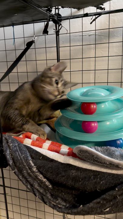 Enlarge Sweets, a ADOPTABLE Domestic Short Hair in Vallejo, CA video 5/5