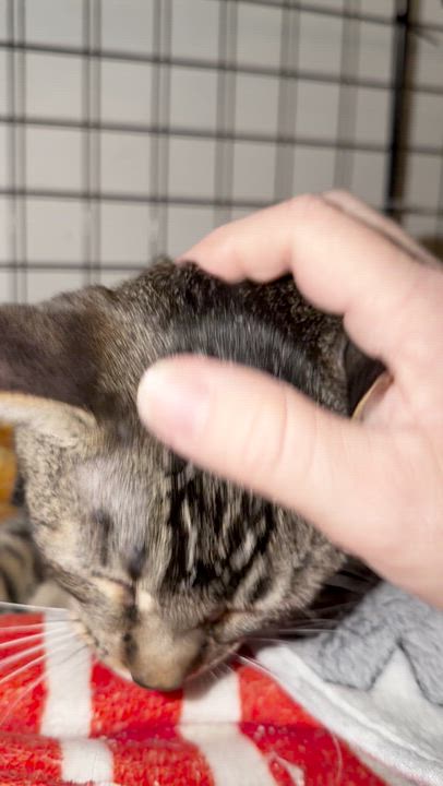 Enlarge Sweets, a ADOPTABLE Domestic Short Hair in Vallejo, CA video 3/5