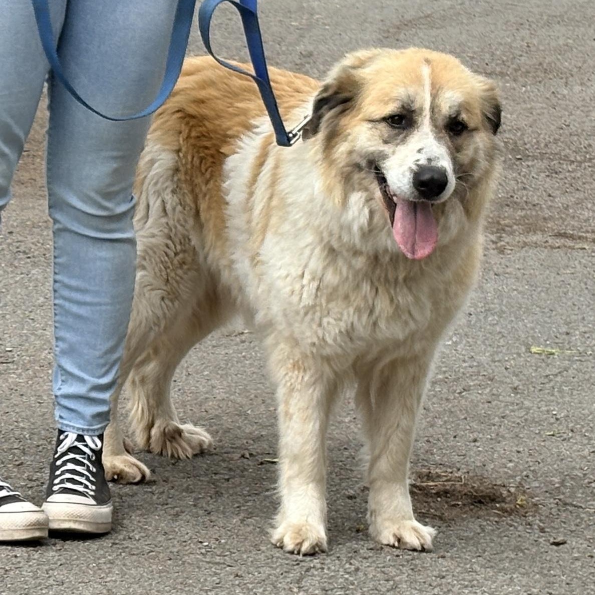 Enlarge Willow - New to Rescue - 4 year old female Pyr mix , an adopted mixed breed in Indianapolis, IN image 1/5