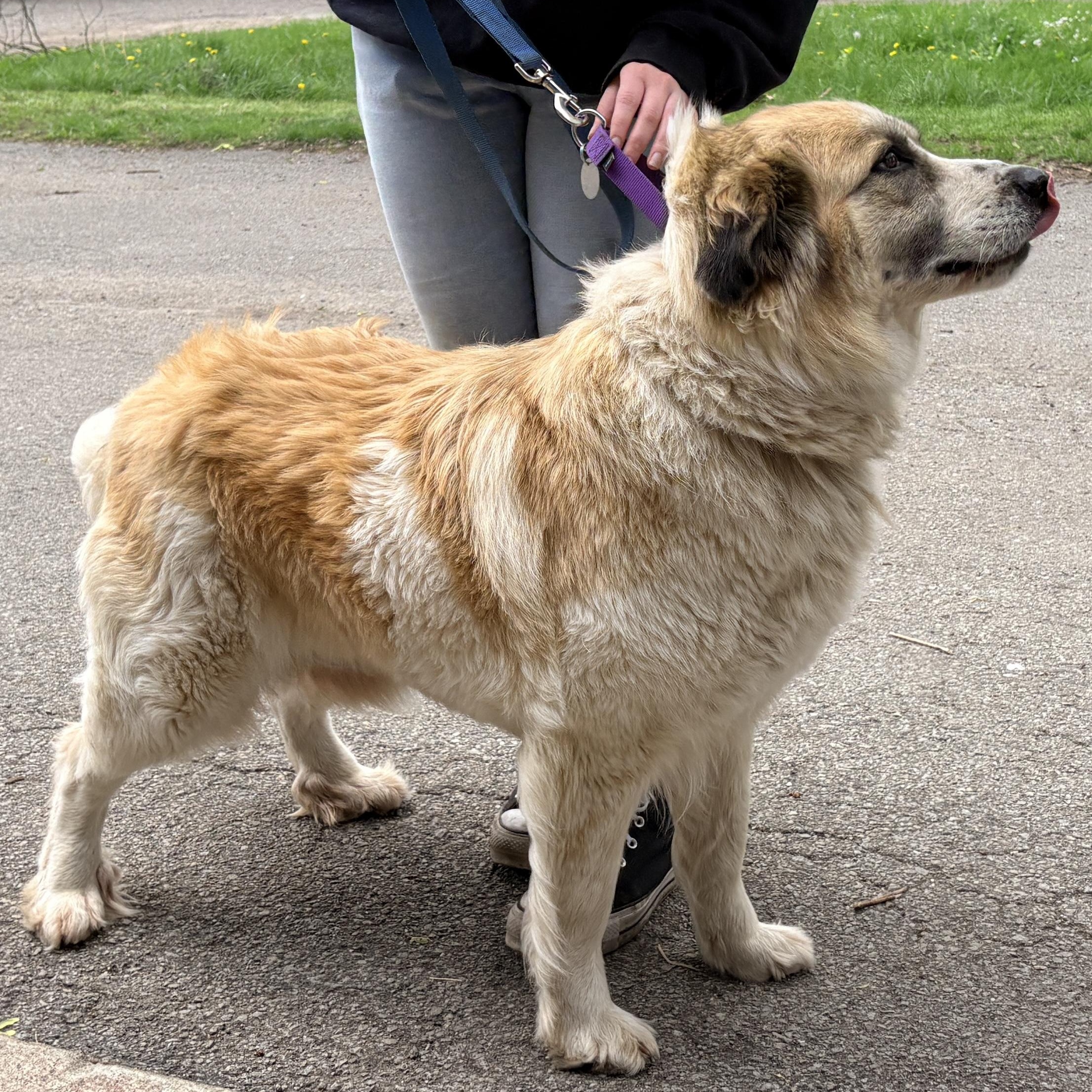 Enlarge Willow - New to Rescue - 4 year old female Pyr mix , an adopted mixed breed in Indianapolis, IN image 4/5