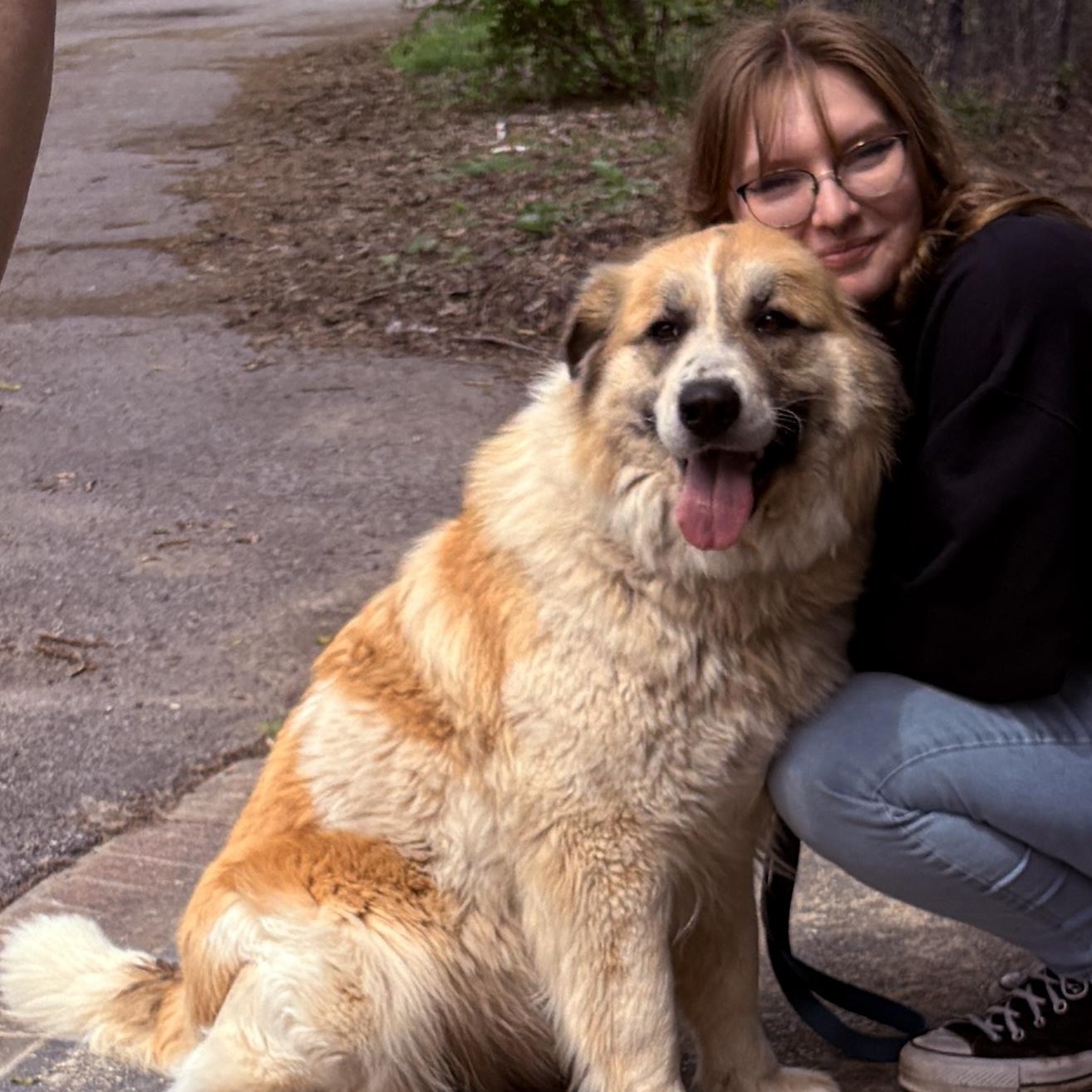 Enlarge Willow - New to Rescue - 4 year old female Pyr mix , an adopted mixed breed in Indianapolis, IN image 2/5