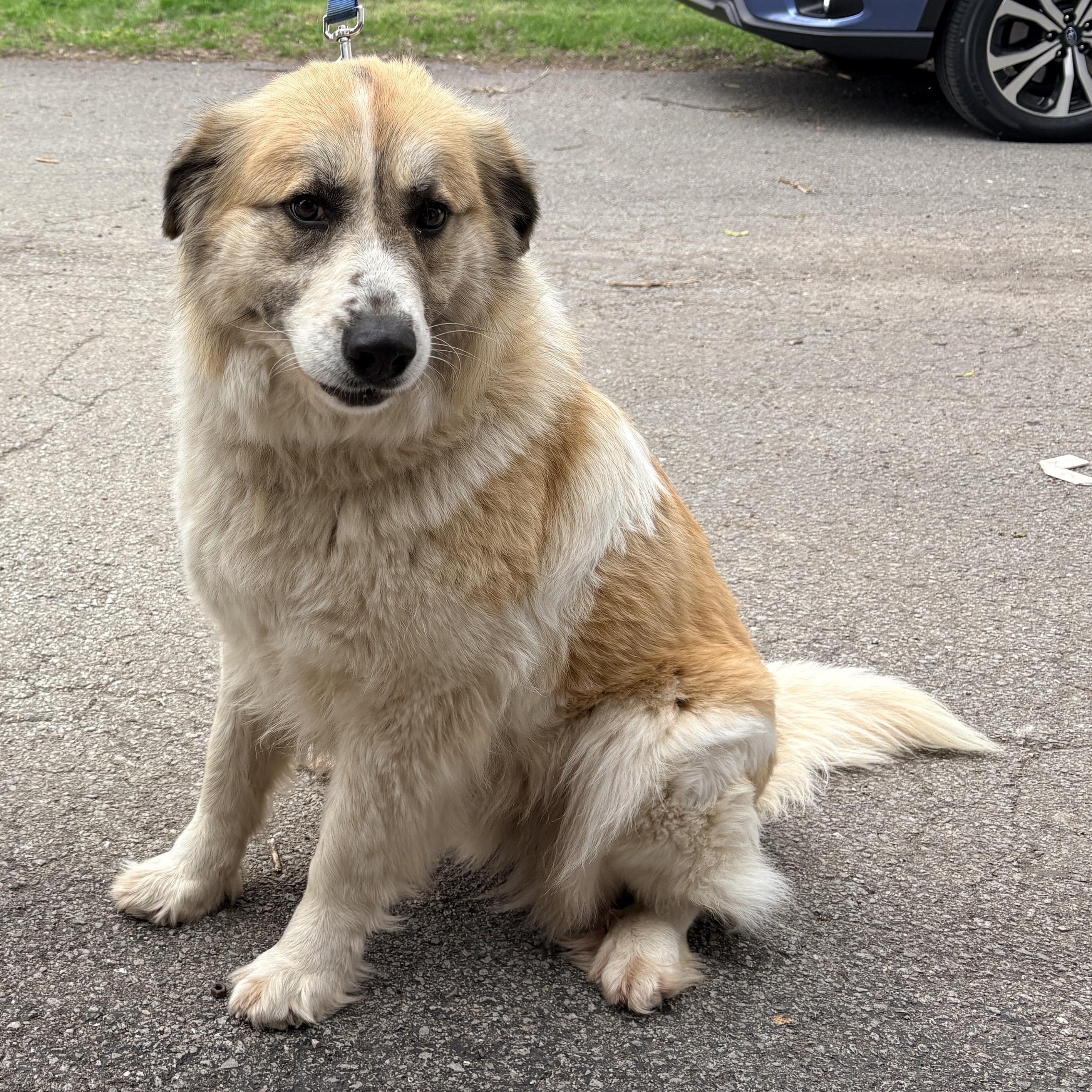 Enlarge Willow - New to Rescue - 4 year old female Pyr mix , an adopted mixed breed in Indianapolis, IN image 5/5