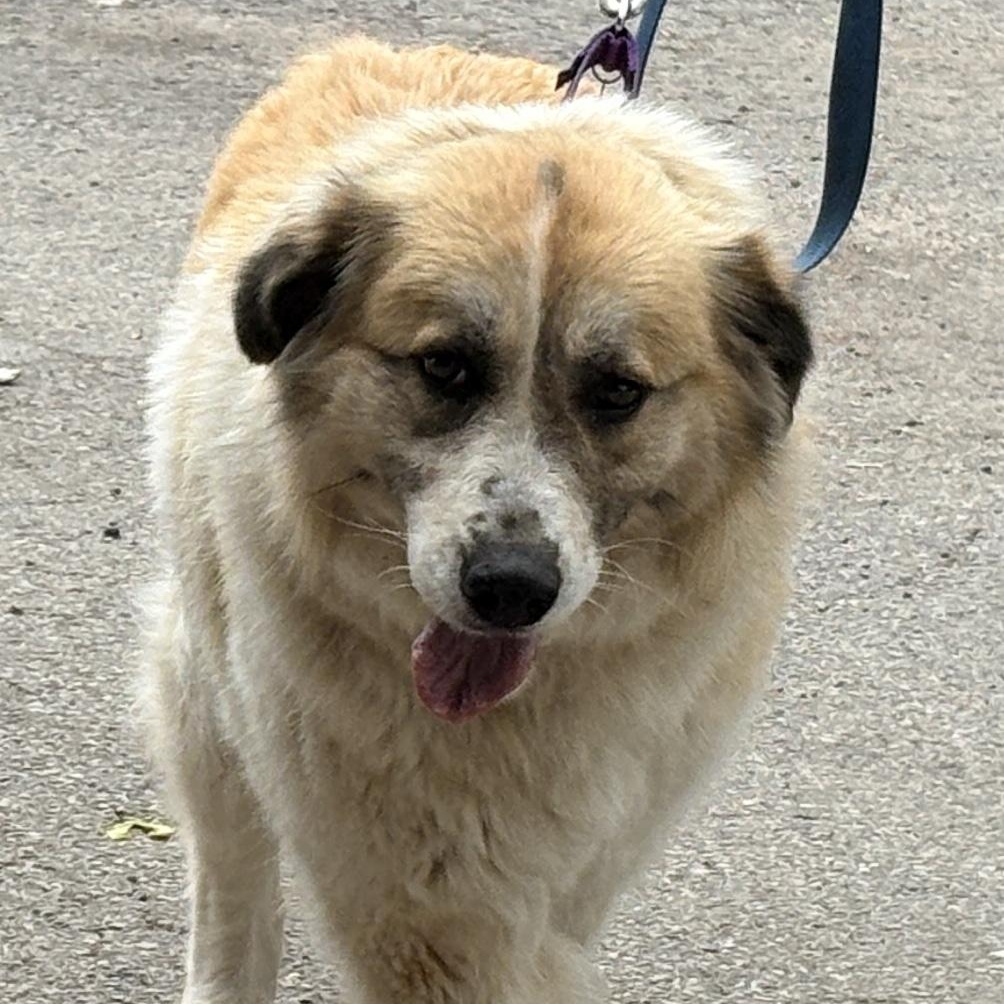Enlarge Willow - New to Rescue - 4 year old female Pyr mix , an adopted mixed breed in Indianapolis, IN image 3/5
