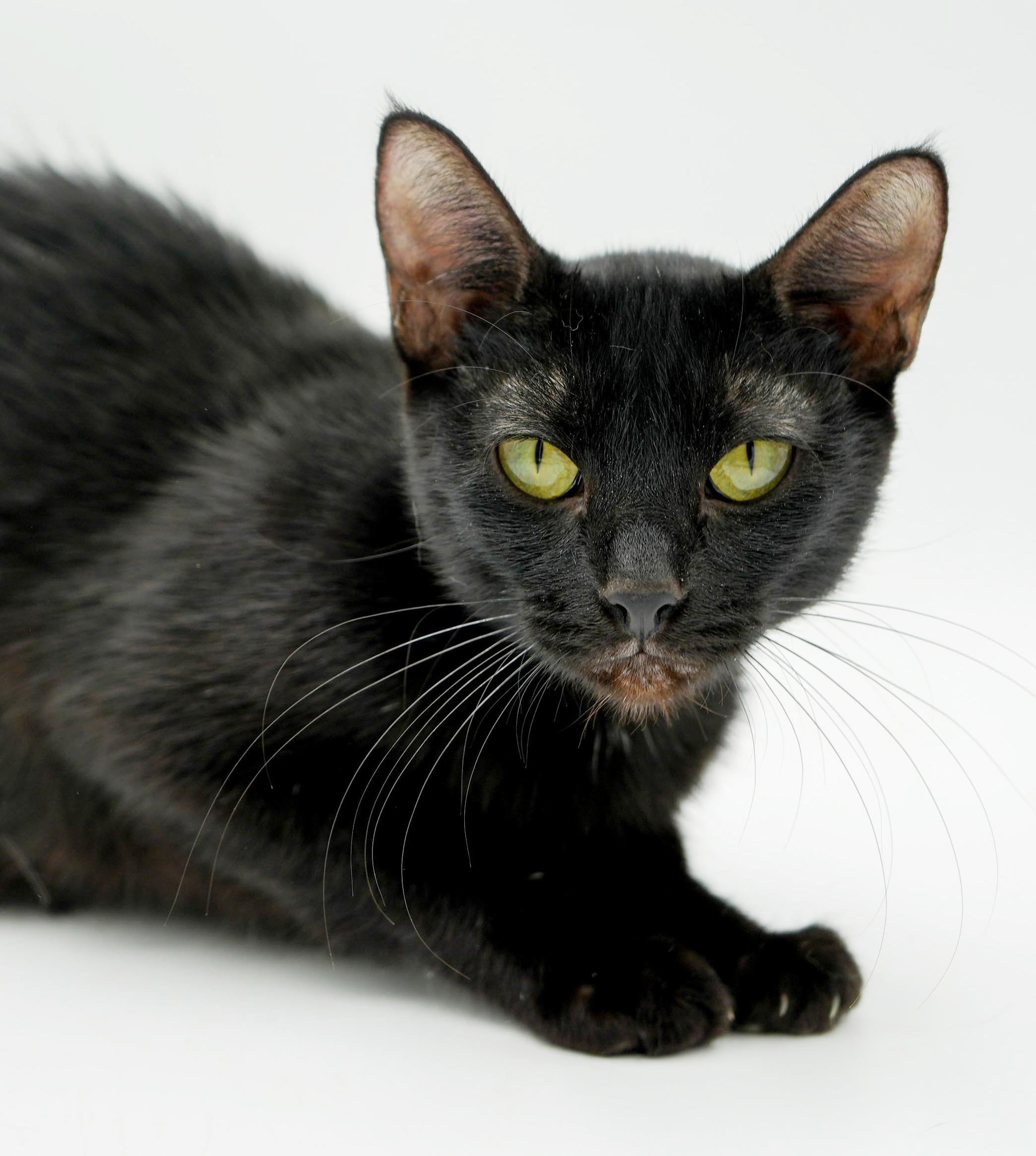 Savannah is an exotic angel and wow snuggler! VIDEO - SO GORGEOUS!, a ADOPTABLE mixed breed in Bedford Hills, NY image 1/6