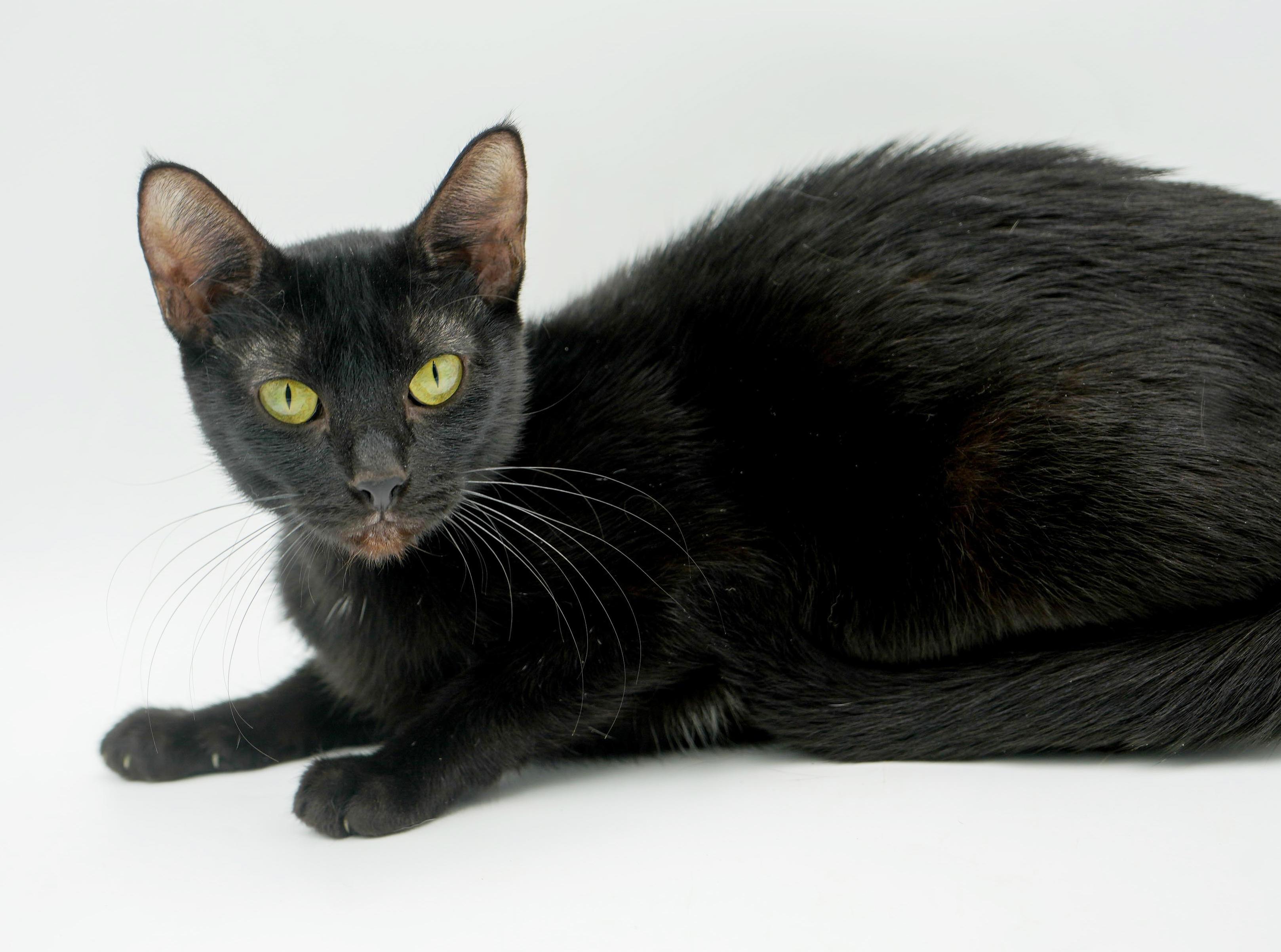 Savannah is an exotic angel and wow snuggler! VIDEO - SO GORGEOUS!, a ADOPTABLE mixed breed in Bedford Hills, NY image 2/6