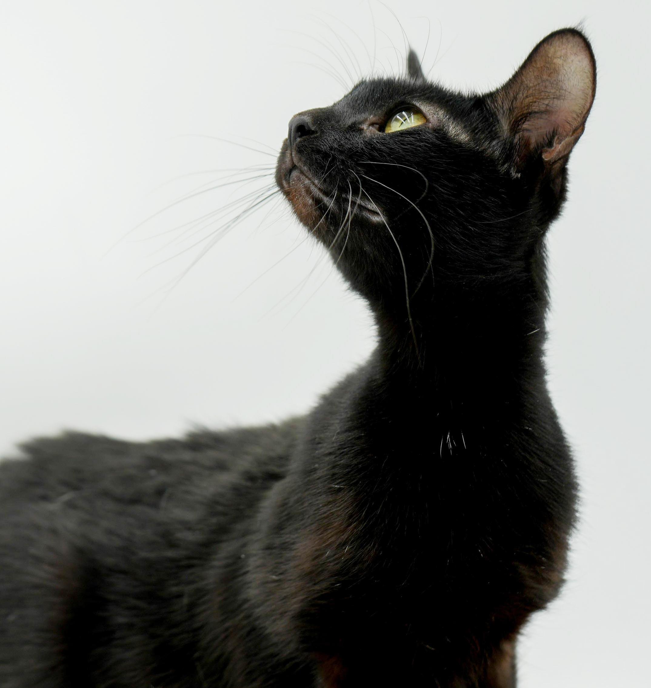 Savannah is an exotic angel and wow snuggler! VIDEO - SO GORGEOUS!, a ADOPTABLE mixed breed in Bedford Hills, NY image 3/6