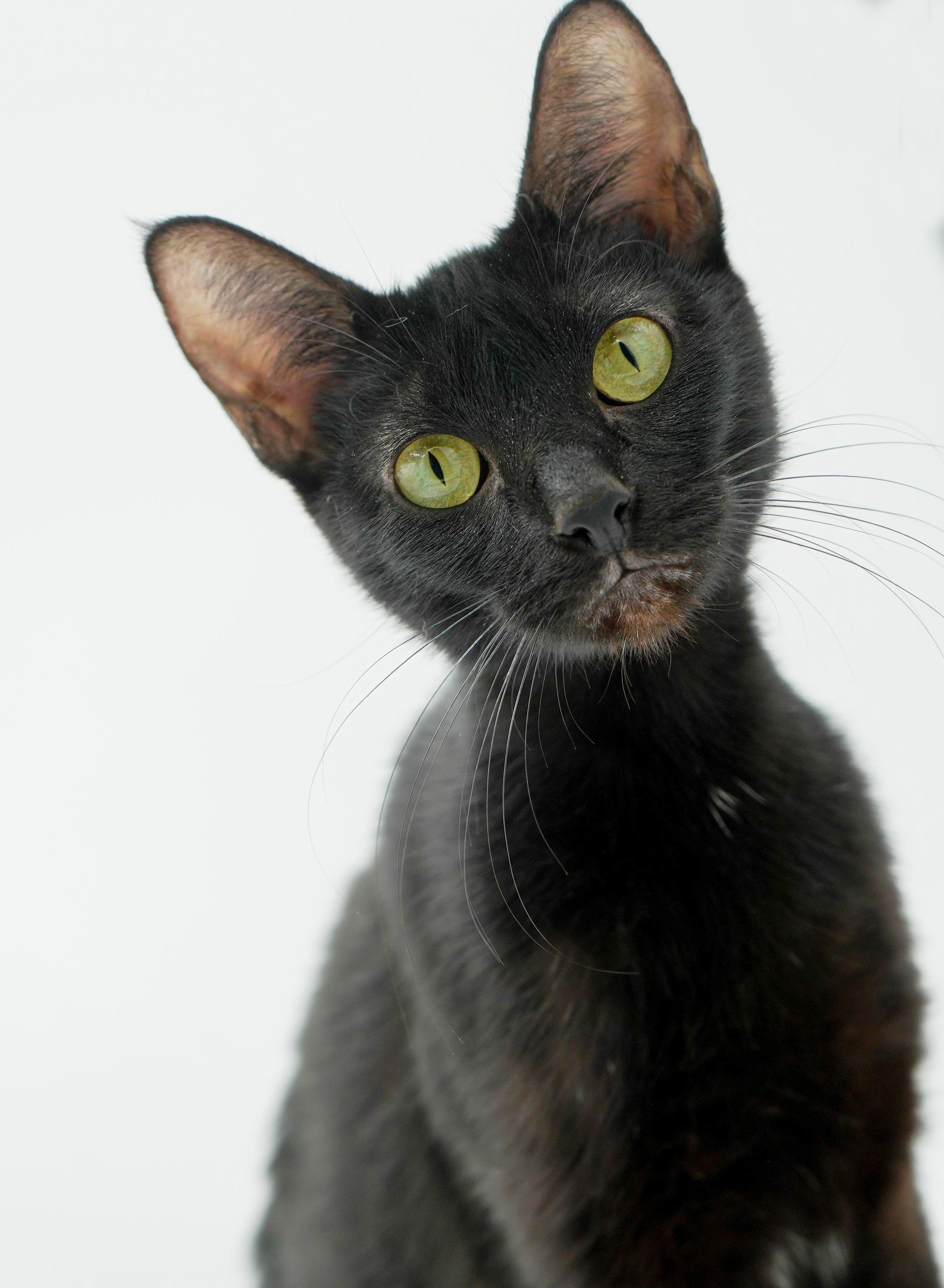 Savannah is an exotic angel and wow snuggler! VIDEO - SO GORGEOUS!, a ADOPTABLE mixed breed in Bedford Hills, NY image 4/6