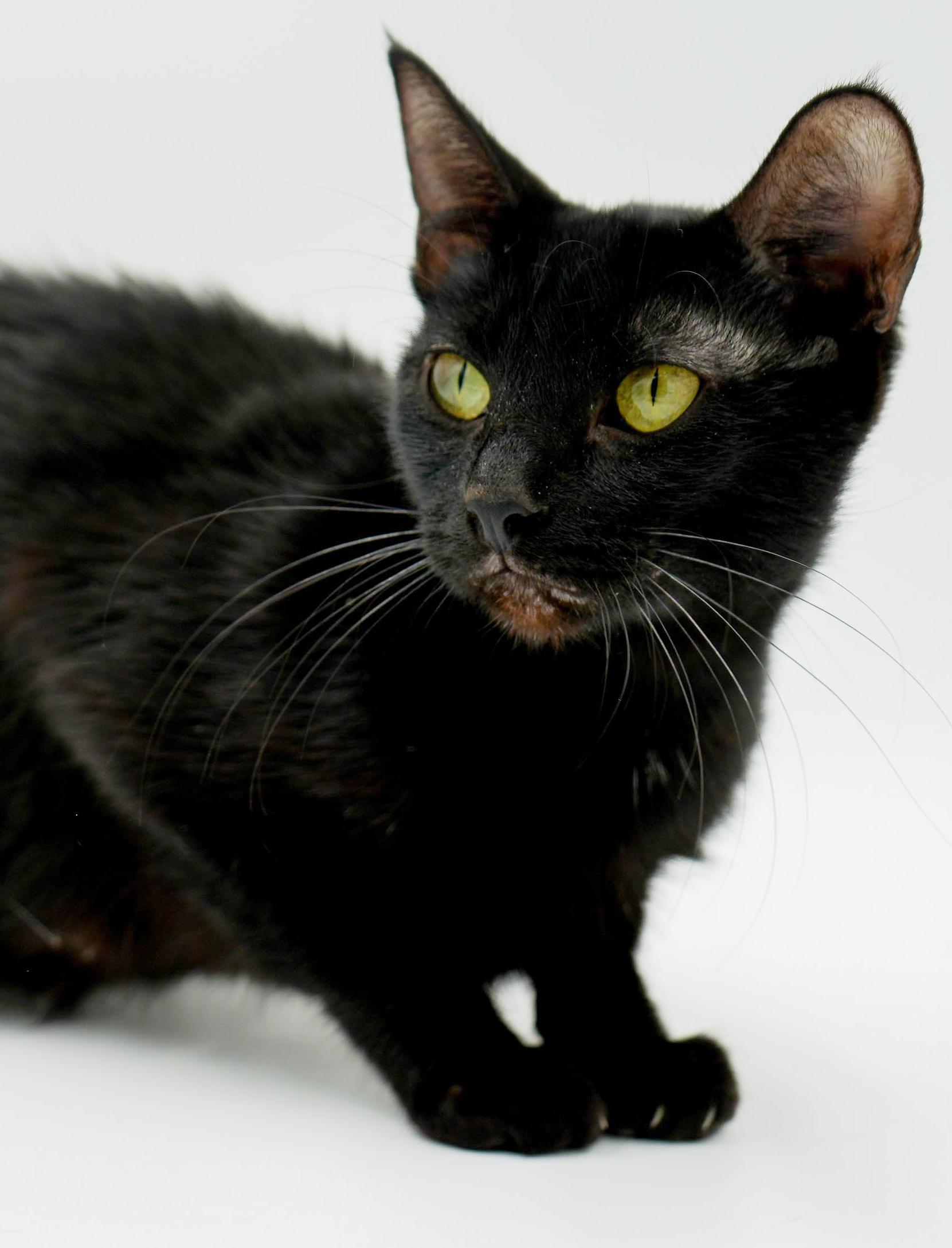 Savannah is an exotic angel and wow snuggler! VIDEO - SO GORGEOUS!, a ADOPTABLE mixed breed in Bedford Hills, NY image 5/6