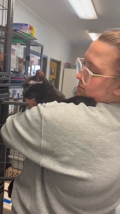 Enlarge Savannah is an exotic angel and wow snuggler!  VIDEO - SO GORGEOUS!, a ADOPTABLE mixed breed in Bedford Hills, NY video 6/6