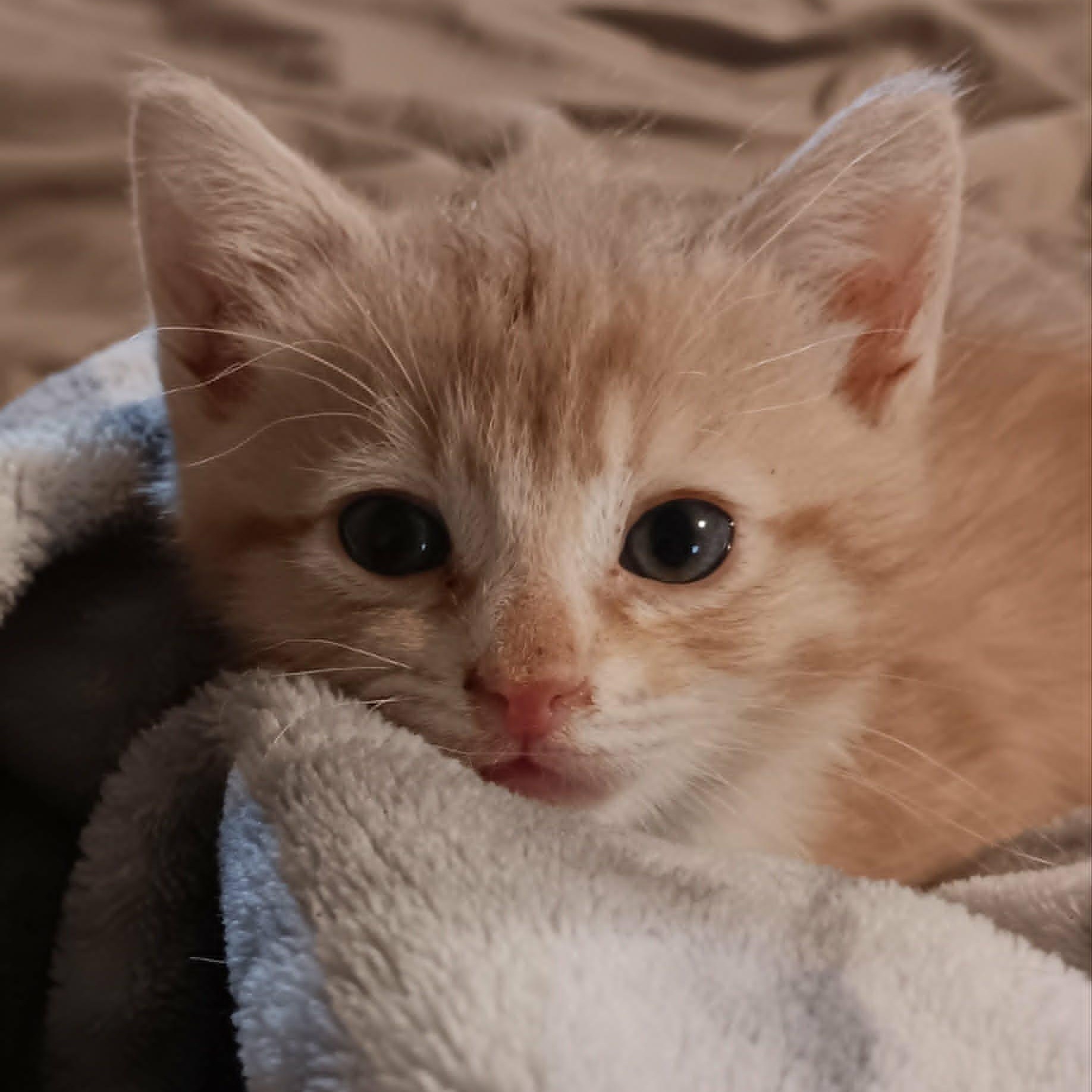 Cheeto Puff, adopted, Kitten Female Domestic Short Hair.