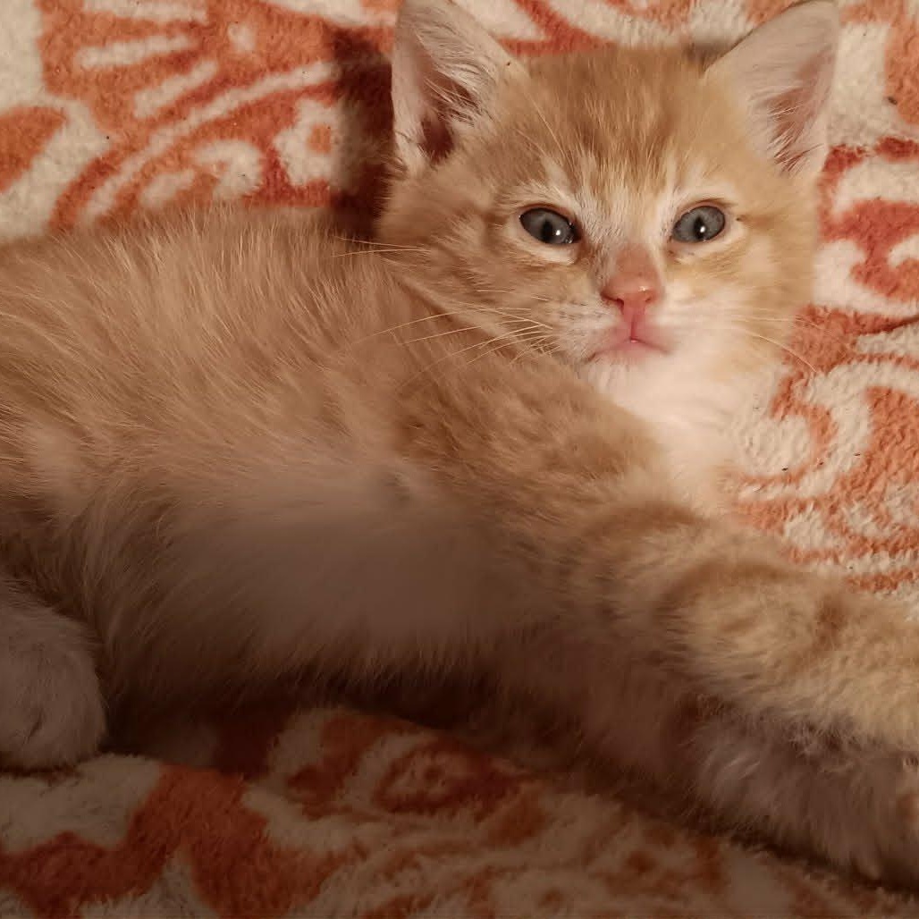 Cheeto Puff, an adopted Domestic Short Hair in Lancaster, KY image 2/2