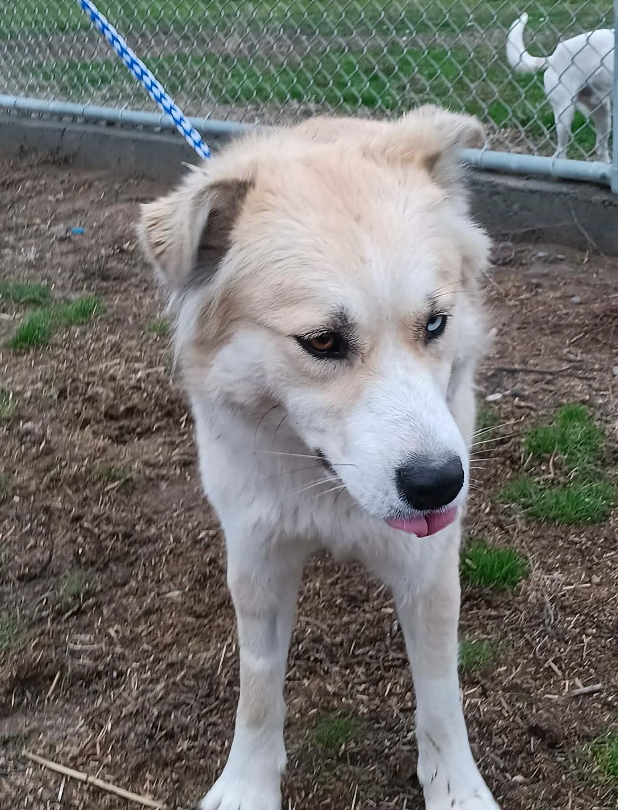 Illusion, Adoptable, Adult Female Mixed Breed.