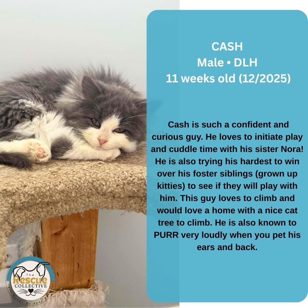 Enlarge Cash, a ADOPTABLE Domestic Long Hair in Clive, AB image 1/1