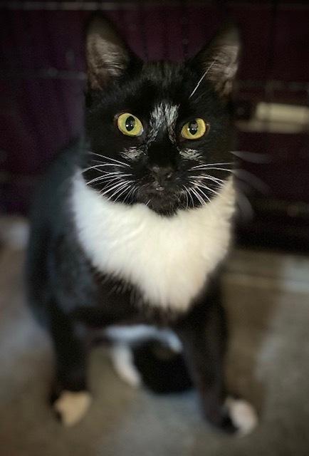 Pluto w/ Jeffy, Adoptable, Kitten Male Domestic Short Hair.