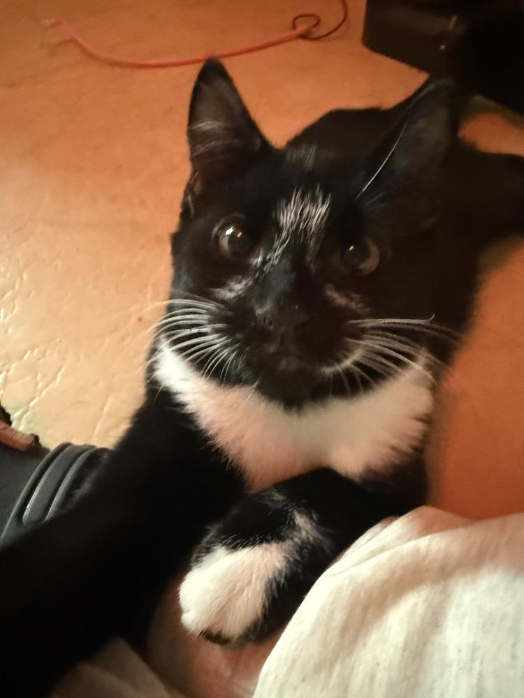 Pluto w/ Jeffy, Adoptable, Kitten Male Domestic Short Hair.