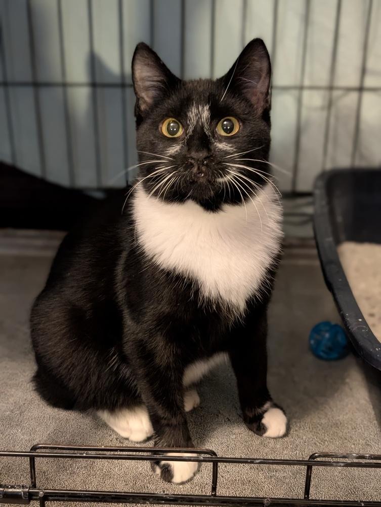 Enlarge Pluto w/ Jeffy, a Adoptable Domestic Short Hair in Duxbury, MA image 2/6