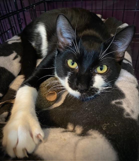 Enlarge Pluto w/ Jeffy, a Adoptable Domestic Short Hair in Duxbury, MA image 3/6