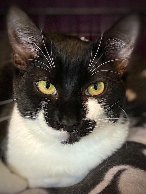 Enlarge Pluto w/ Jeffy, a Adoptable Domestic Short Hair in Duxbury, MA image 4/6