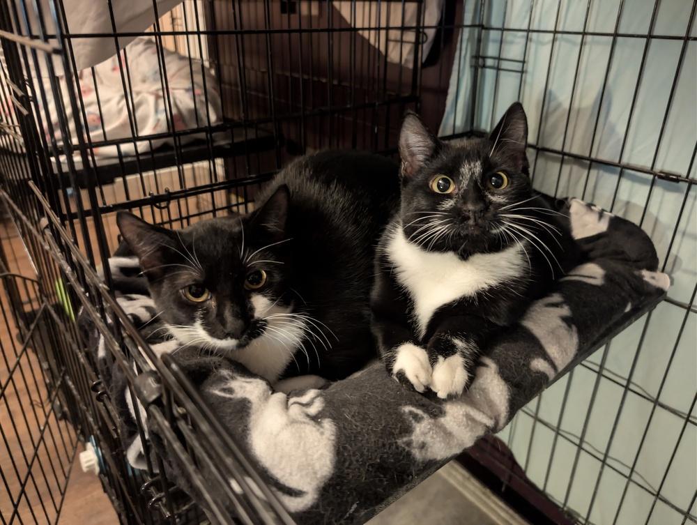 Enlarge Pluto w/ Jeffy, a Adoptable Domestic Short Hair in Duxbury, MA image 6/6