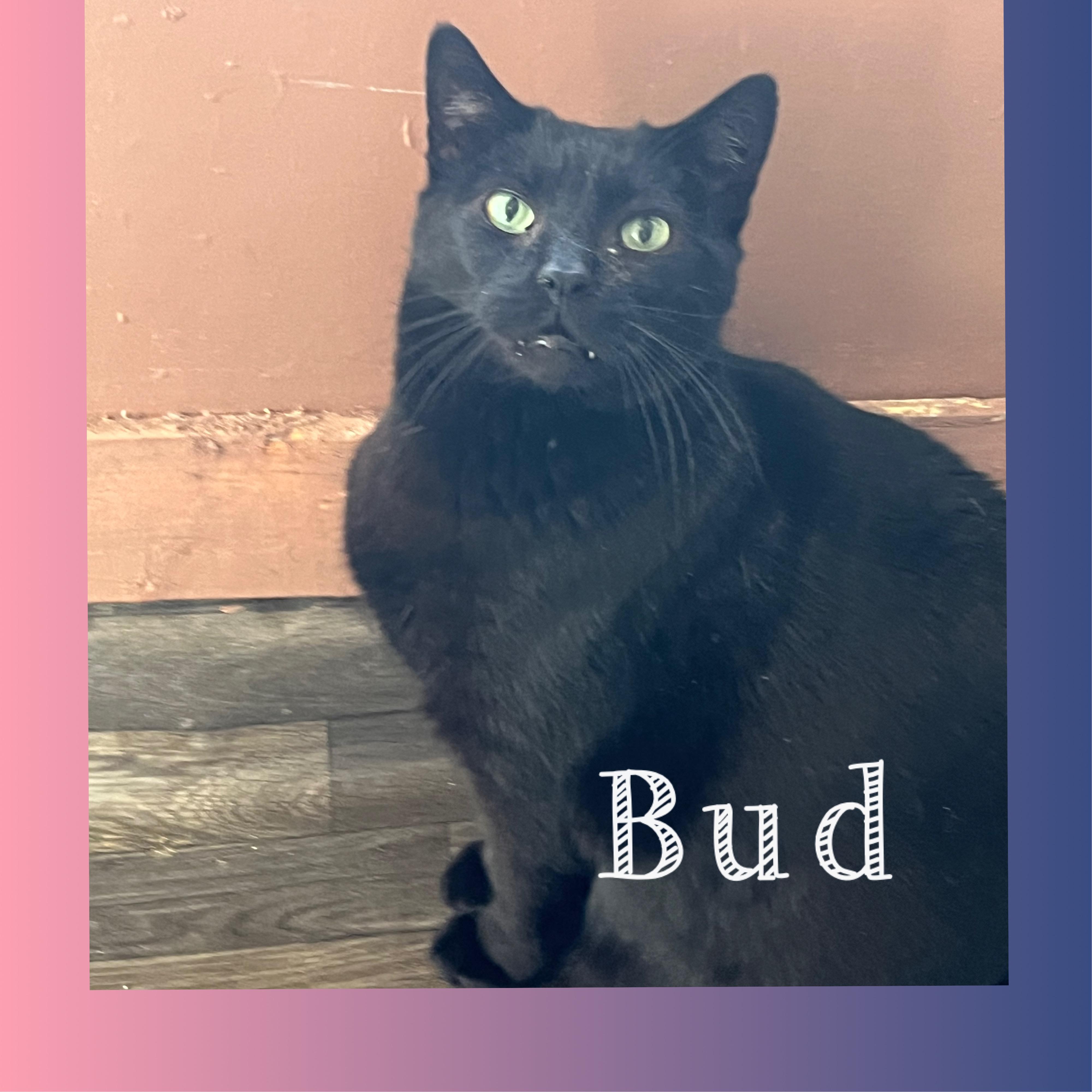 Enlarge Bud, a Adoptable Domestic Short Hair in Winchester, VA image 1/1