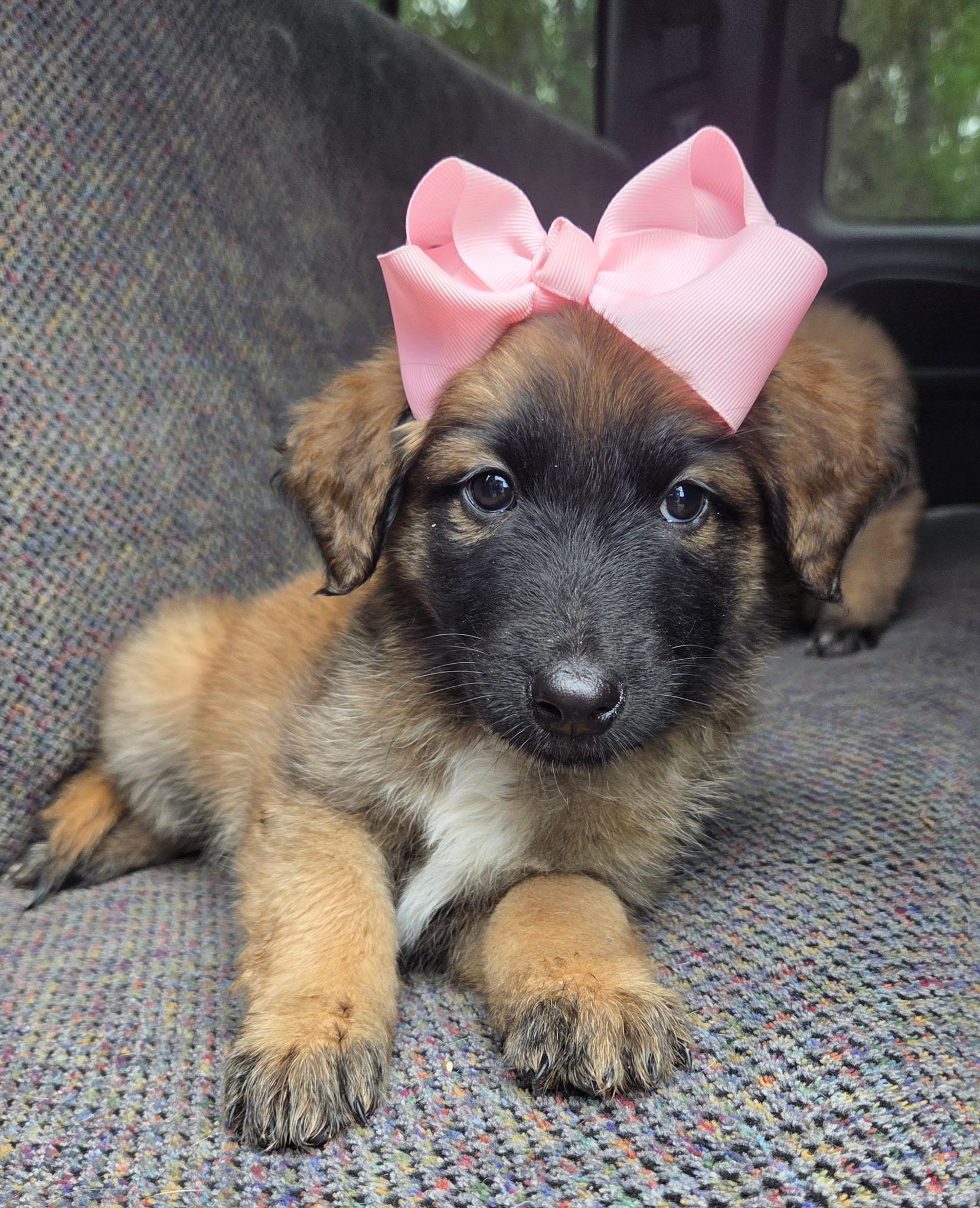 Enlarge Raina , a Adoptable mixed breed in Gilbert, SC image 2/6