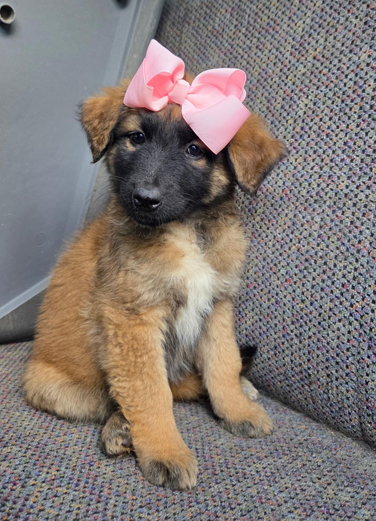 Enlarge Raina , an adopted mixed breed in Gilbert, SC image 3/6