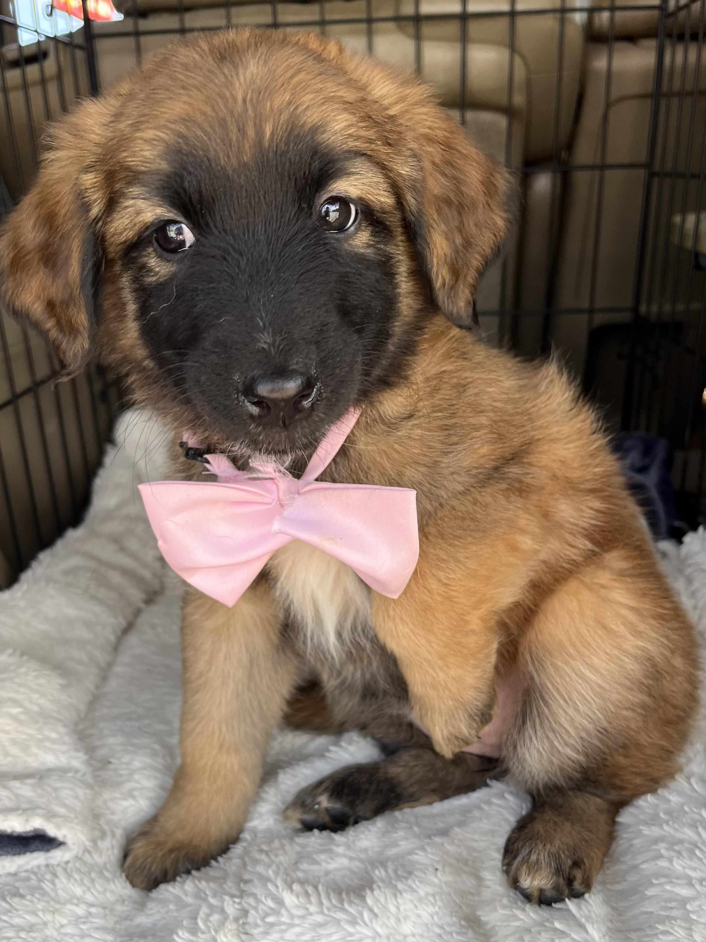 Enlarge Raina , a Adoptable mixed breed in Gilbert, SC image 5/6